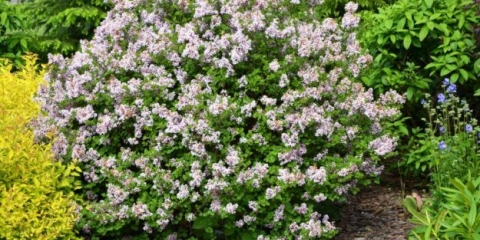 Meyerov jorgovan palibin (palibin): sadnja i njega